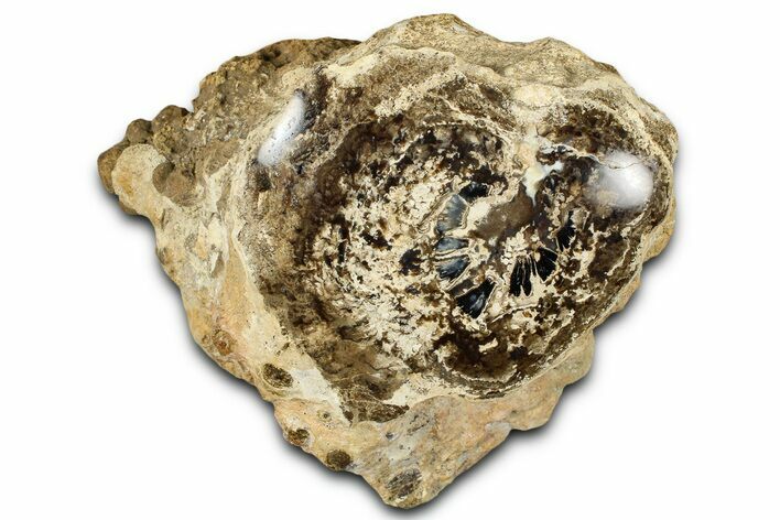 Polished Fossil Stromatolite Colony on Petrified Wood - Utah #365951